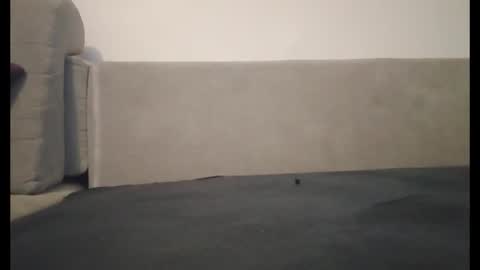 adam180896 live stream