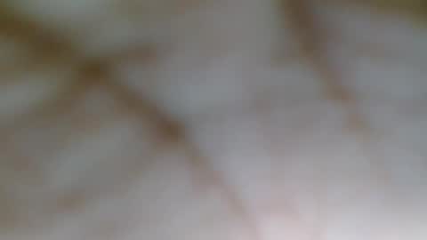 blackbarbiechantalxvx stream preview