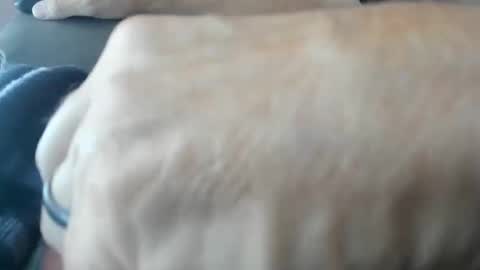chazz1985 stream preview