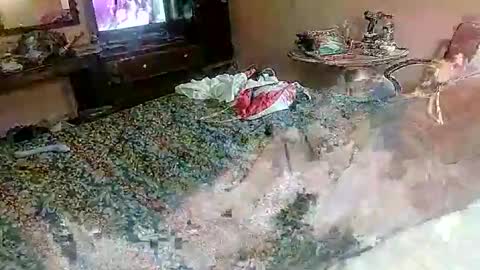 daddyshome4115 stream preview