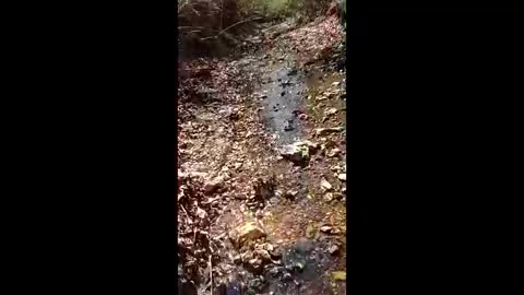 dairoldi live stream