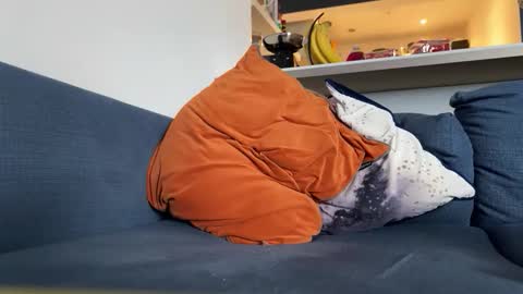 dont_wake_the_bear stream preview