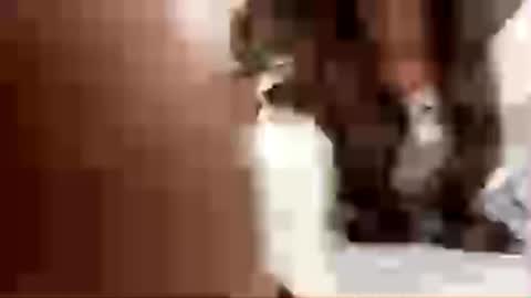 elenemiyose live stream