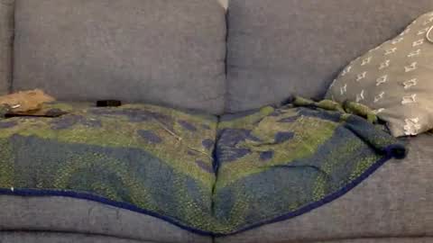 hornnnybwc stream preview