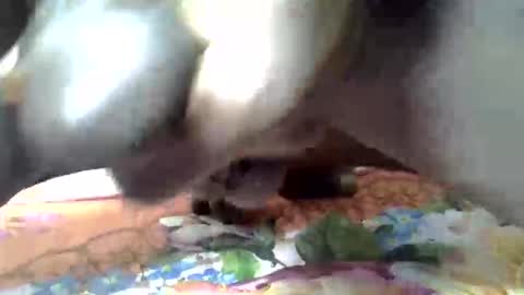 hotter_bbc stream preview