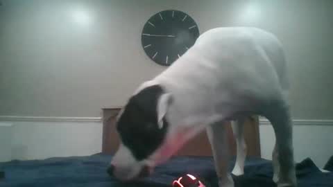 ladydangous stream preview