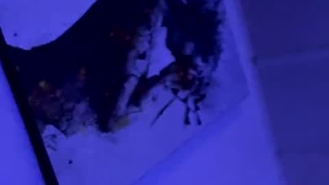 littleb807151 stream preview