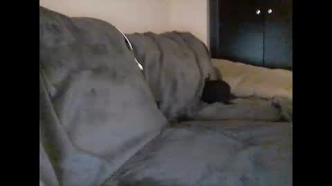nastynate711 stream preview