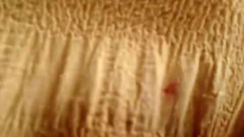 prettyrose01 live stream