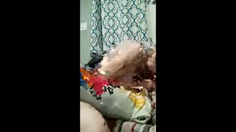 sauc3h0ggn stream preview