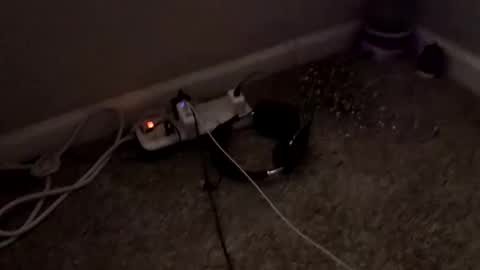 sgrbrnxxx live stream