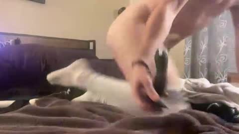 shai_guy stream preview