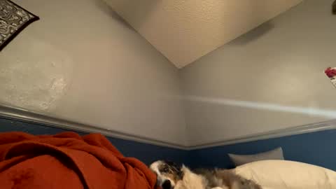 shankzilla live stream