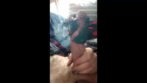 shriekenhunter live stream