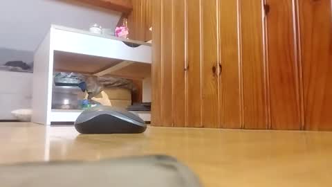 stephxp live stream