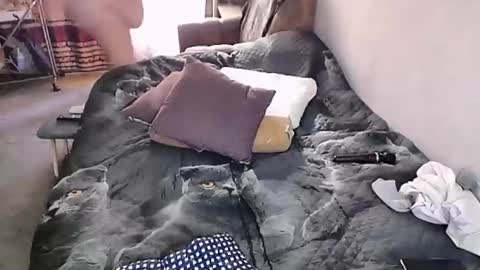 tviks stream preview