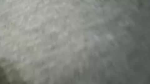 zaddykendoll live stream